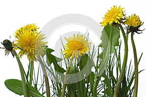 Dandelions photo