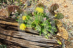 Dandelions