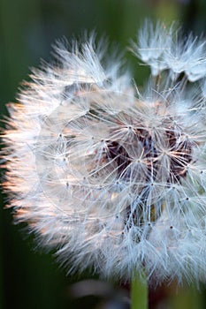 Dandelions #6