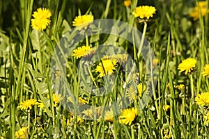 Dandelions