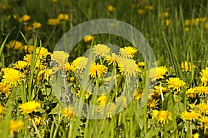 Dandelions