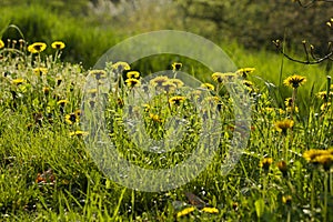 Dandelions