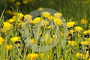 Dandelions