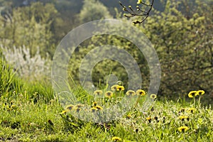 Dandelions