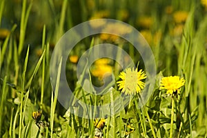 Dandelions