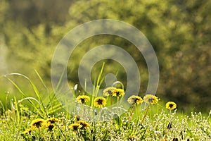 Dandelions