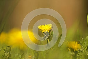 Dandelions