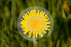 Dandelions