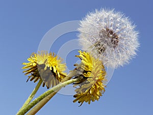 Dandelions