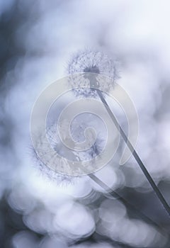 Dandelions against a beautiful blurred sky