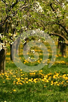 Dandelions and apple blossom