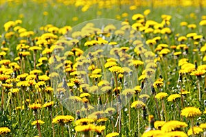 Dandelions background