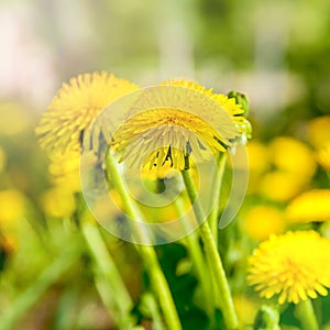 Dandelions on a background of flowers and green grass