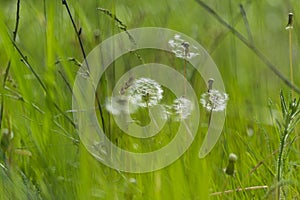 Dandelions on a background of grass. Blurred background. Last month of spring. After a stormy storm