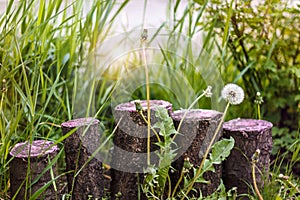 Dandelions on a background of tree stumps in garden at sunrise