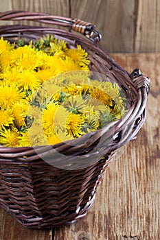 Dandelions in a basket