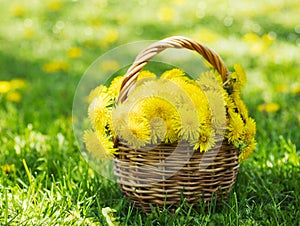 Dandelions in the basket