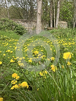 Dandelions being allowed to grow in a beekeeper's garden. NO MOW! Beekeeping