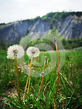 Dandelions at the Black Ravine - Rapa Neagra