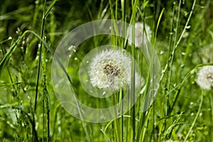 Dandelions bloomed