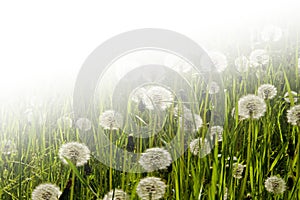 Dandelions bloomed