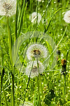 Dandelions bloomed