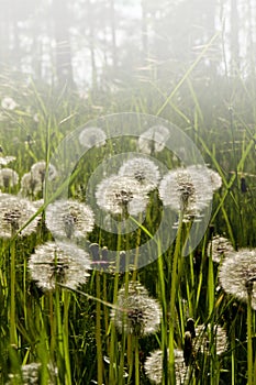 Dandelions bloomed