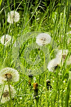 Dandelions bloomed