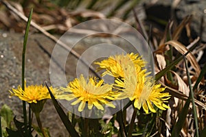 Dandelions bloomed in the clearing