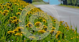 Dandelions blooming in large numbers on a grassy mound.