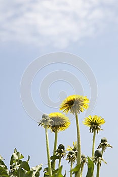Dandelions blooming in spring in Finland