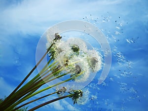 Dandelions blowing seeds in the wind