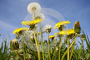 Dandelions and blue sky