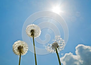 Dandelions on the blue sky. Bright sun. Sunshine