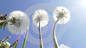 Dandelions, blue sky, low angle shot