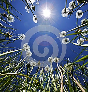 Dandelions Blue Sky Sun Flare