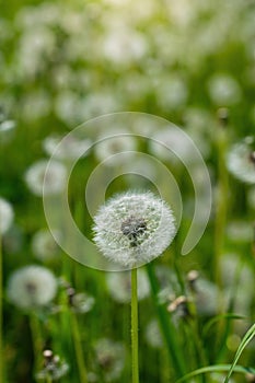 Dandelions on a blurred background