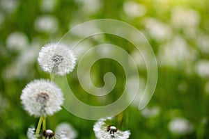 Dandelions on a blurred background