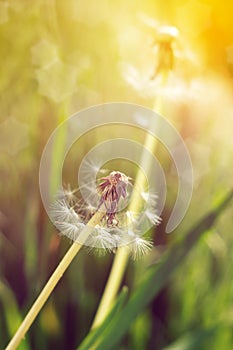 Dandelions with bokeh