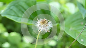 Dandelions with a bokeh green background