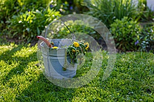 Dandelions in bucket on grass by garden after weeding