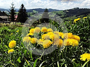 Dandelions in the Carpathian mountains