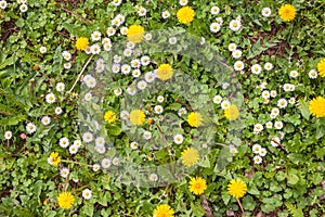 Dandelions and chamomiles on green grass background