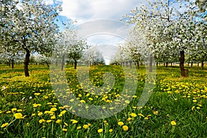 Dandelions in cherry orchard