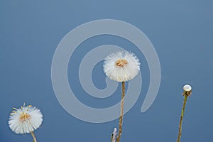 Dandelions on a clear blue background - Taraxacum