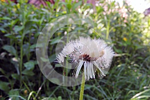 Dandelions close - up