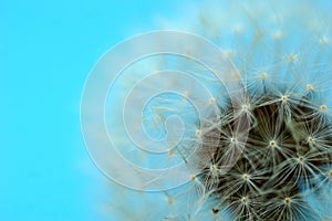 Dandelions Close-Up with a blue background