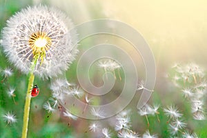 dandelions close-up on nature in spring against backdrop of summer. The wind blows away seeds of dandelions, template for summer