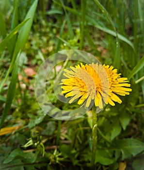 Dandelions close up photography of a flower