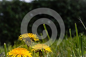 Dandelions close up photography of a flower